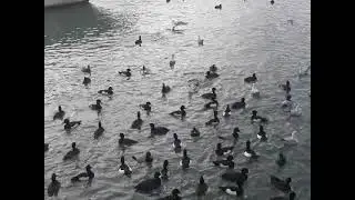 чайки на море
