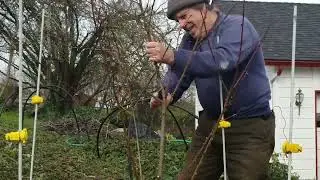 Peach Tree Pruning