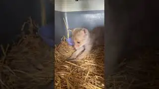 Лисёнок Шурик здоровается
