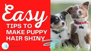 How to Make Puppy Hair Shiny