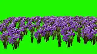 Magnolia garden Green screen | Green screen video