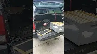 Letting the honey bees clean up my mess.  Honey dripped out of the supers in the pickup truck.
