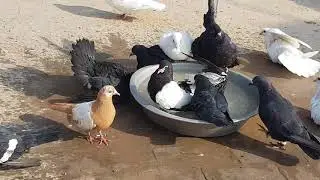 Beautiful Pigeons