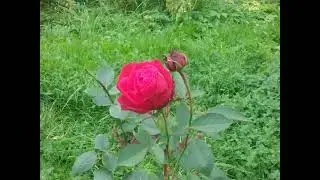 И в сентябре бывает, что розы расцветают 🌹   22.09.2023г.