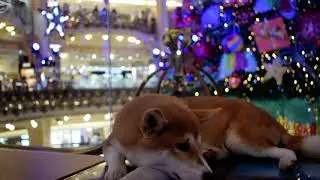 Killua in La Fayette, Paris (Christmas Day)