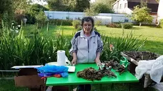 Собираю деленки травянистых пионов для отсылки