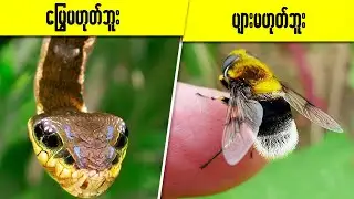 ပုံမှန်မဟုတ်ဘဲတမူထူးခြားနေတဲ့အကောင်များ