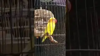 burung legenda 2 m