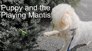 Puppy and the Playing Mantas - Surprise at the End