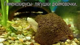 Лягушка карликовая (Hymenochirus boettgeri) - Кормление.