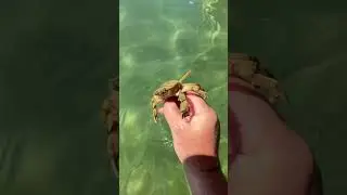 Краб 🦀