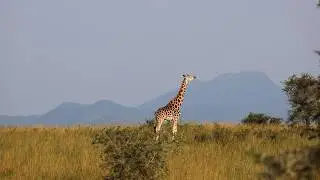 Uganda's most remote treasure | Kidepo Valley National Park 4K