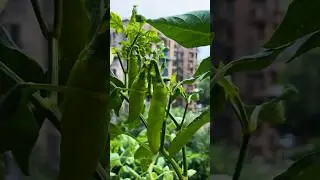 Chili, Terrace Garden #terracegarden #garden #naturelovers #fruit #pahadi #uttarakhand #love #chill