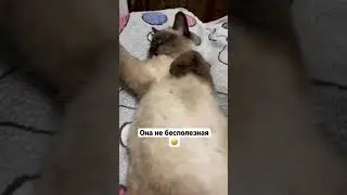 #котята