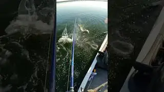 Incredible Musky Fishing!