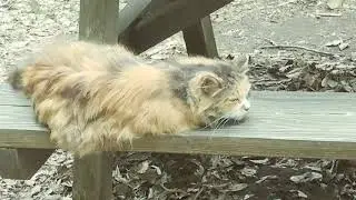 Kucing Anggora Asli Liar di Jepang