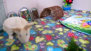 Playtime for Aquabella.