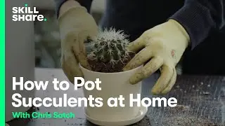 How to Pot Succulents at Home