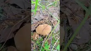 Тихая охота