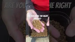 Picking the right pellets🤔Steve Ringer explains 🎣 #fishing #anglingtimes #matchfishing