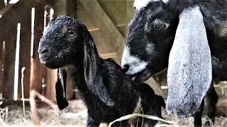 More Baby Goats Born On The Farm!