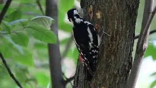 Большой пестрый дятел обедает