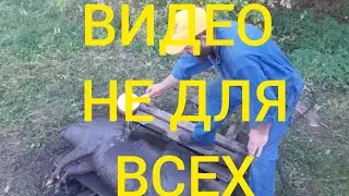 ЧЕРНЕНИЕ СВИНЬИ  ПОСЛЕ ЗАБОЯ. ВЕНГЕРСКАЯ МАНГАЛИЦА.