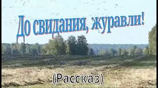 До свидания, журавли! (Рассказ)