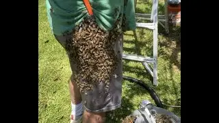 Confused Honeybees making me laugh