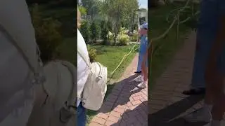К одним из самых раннецветущих сортов гортензии относят Полистар (Polestar, Полярная звезда)