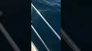 Capodogli nelle acque di Positano