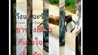 เสือลายคืเก่า