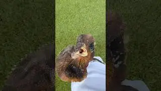 ATTACKED BY A WILD LIZARD! 
