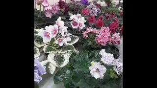 Blooming violets on 