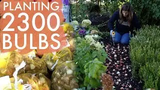 Planting 2,300 Bulbs! 🌷😃🌿 // Garden Answer
