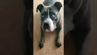 Lucy the pitbull #dog