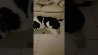 My dog Reacting to recording of a fox barking
