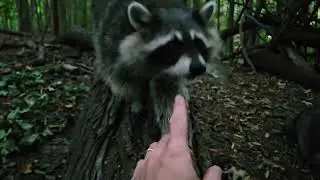 Yes, I've been going to the woods