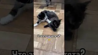 Новые котики? 😱 #cat #tiktok #catshorts