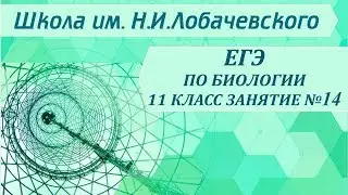 ЕГЭ по биологии 11 класс Занятие №14 Группа прокариоты  Царство бактерии, особен