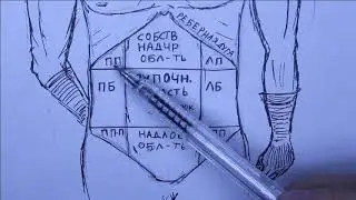 Projection of organs on the abdominal wall