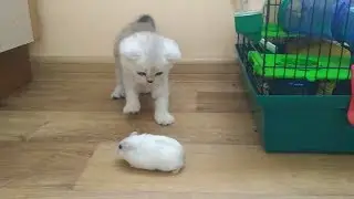 HAMSTERS CAT AND KITTENS PLAY AND LIVE TOGETHER