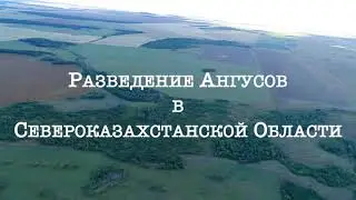Ангус в Казахстане