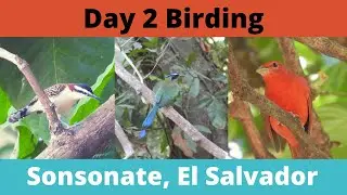 Birding Sonsonate, El Salvador Day 2. Tanagers, Warblers & More!