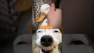 DogBombastic #bombastic #memes