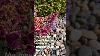 #mayana plants #plantlover #garden