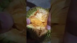 Honey Jackfruit Harvest #130 #shorts