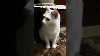 Ты где взяла такие брови? 🤨 Взаймы у Кары Делевинь! 😉