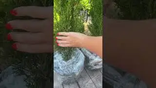 Красавки Тотемы уехали в Саратов 