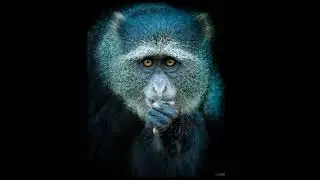 100ASA Nature Slideshow